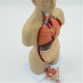 Fabricante de China Human Anatomy Torso Model